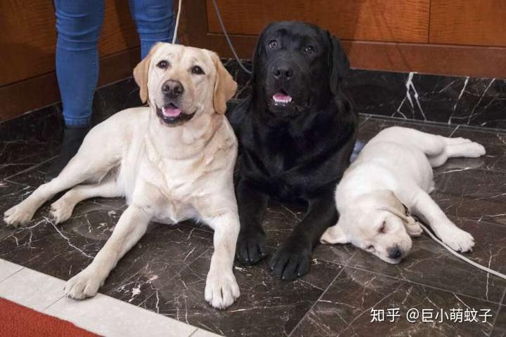 纯种拉布拉多犬价格_纯种拉布拉多价钱_犬纯种拉布拉多价格多少