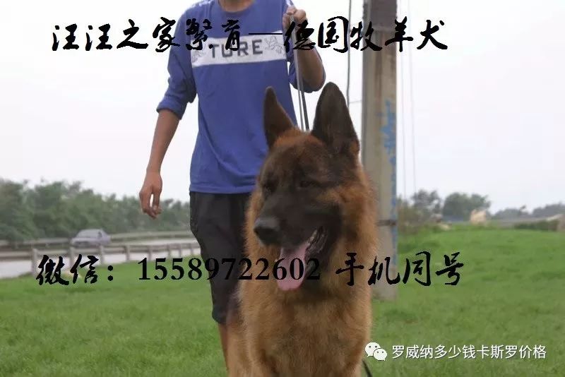 德牧金钱豹图片_cku德牧犬舍_德牧幼犬多少钱一只