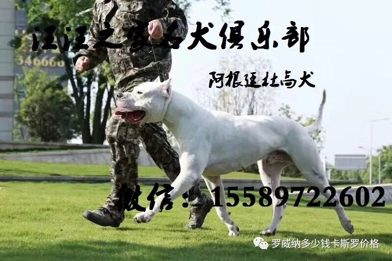 德牧幼犬多少钱一只_德牧金钱豹图片_cku德牧犬舍