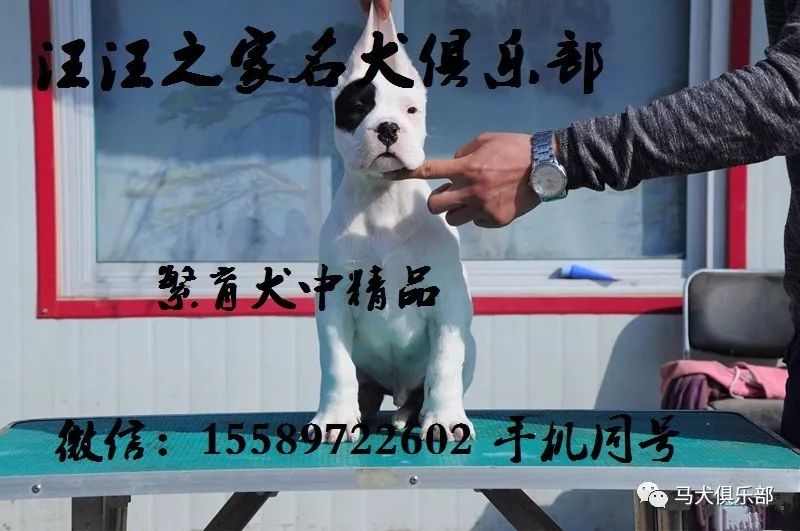 德牧金钱豹图片_德牧幼犬多少钱一只_cku德牧犬舍