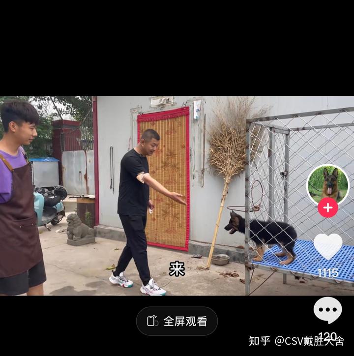 北京德国牧羊犬_北京德国牧羊犬价格_中国北京德国牧羊犬犬舍