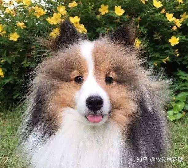 喜乐蒂牧羊犬视频_喜乐蒂牧羊犬价格_喜乐蒂牧羊犬贵吗