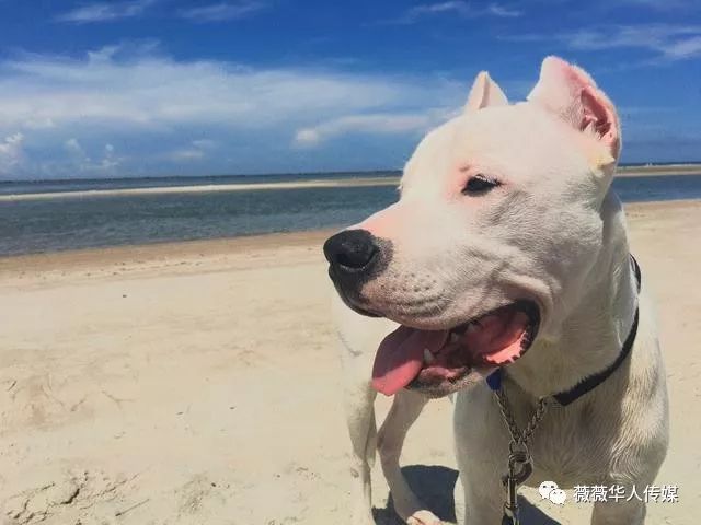 阿根廷杜高价格_阿根廷名犬杜高_阿根廷杜高的优缺点