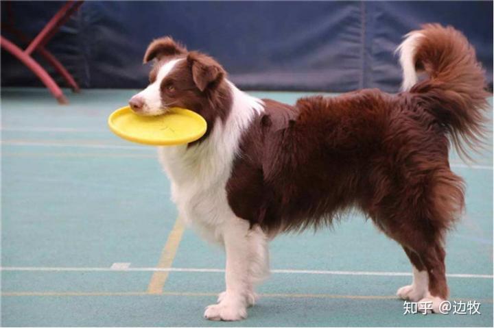 边牧犬币_边牧犬多少钱一只_边牧犬贵不贵