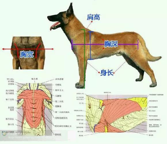 比利时牧羊犬纯黑图片_比利时黑色牧羊犬_比利时黑毛牧羊狗