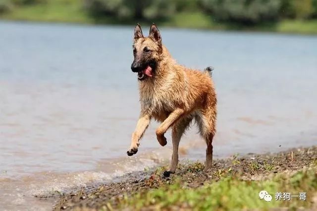 比利时犬牧羊图片大全_比利时牧羊犬图片_比利时比利时牧羊犬