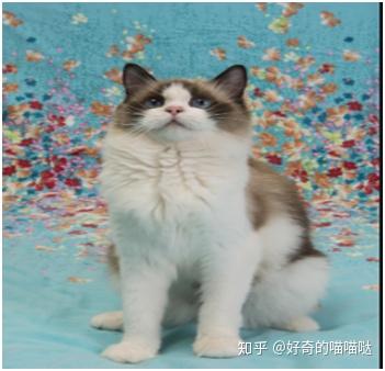 宠物猫图片可爱_宠物猫品种图片大全_宠物猫咪品种大全及图片