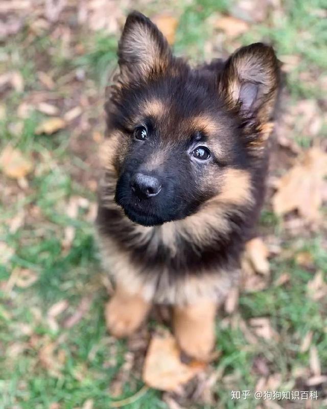 北京德国牧羊犬_牧羊犬德国北京_德国牧羊犬狗场