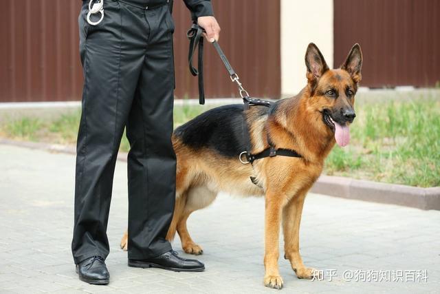 牧羊犬德国北京_北京德国牧羊犬_德国牧羊犬狗场