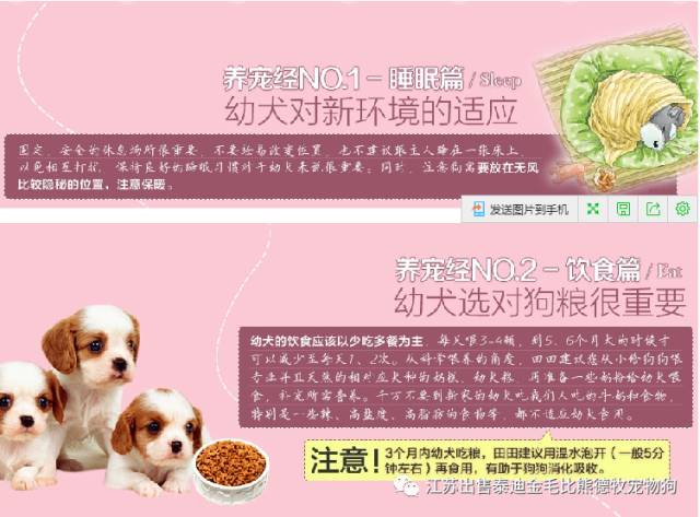 北京茶杯犬实体店_茶杯狗哪里有卖_北京哪里有卖茶杯犬